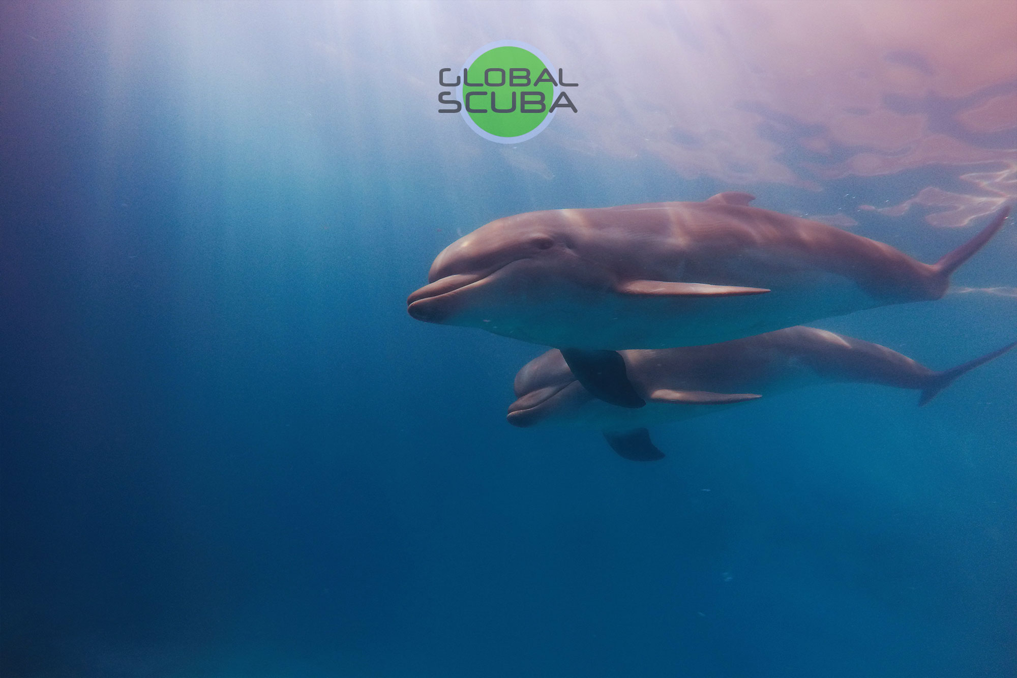черноморские дельфины плывут в море