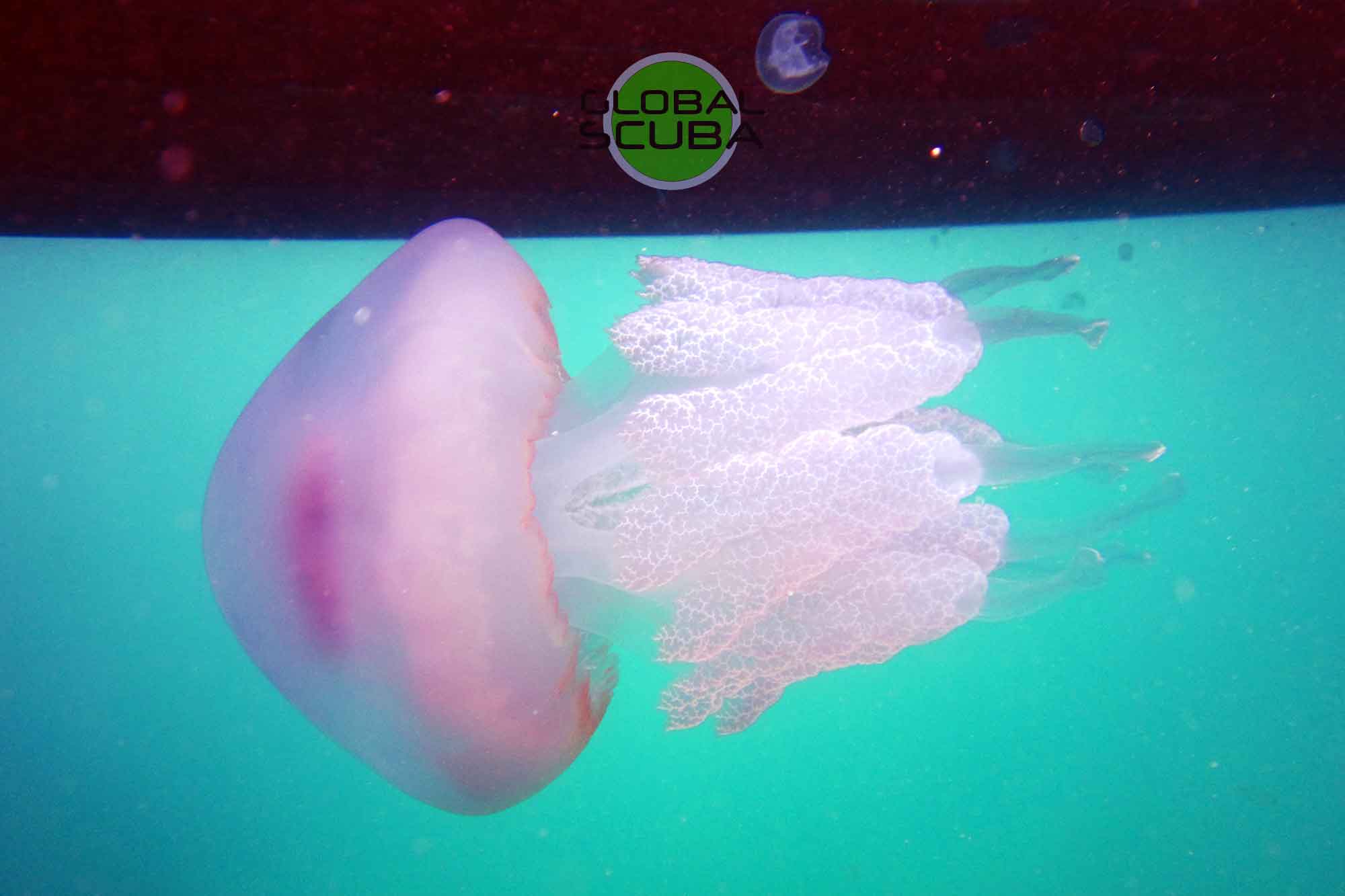 черноморская медуза Корнерот