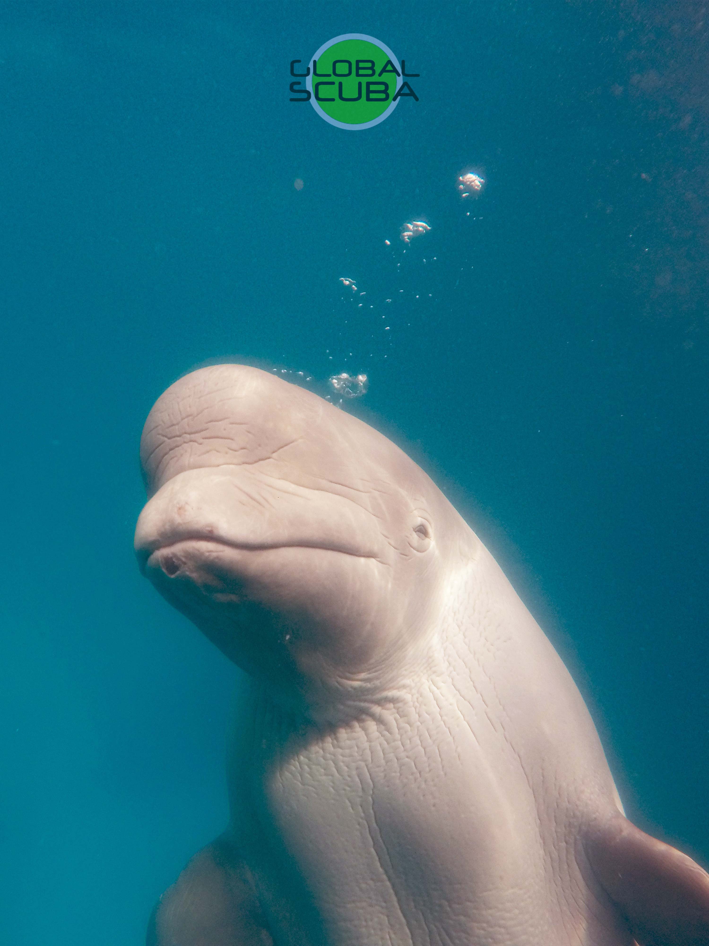 Кит анапа. Анапа дельфинарий киты. Белый кит в дельфинарии. Дельфинотерапия. Анапа белый кит.