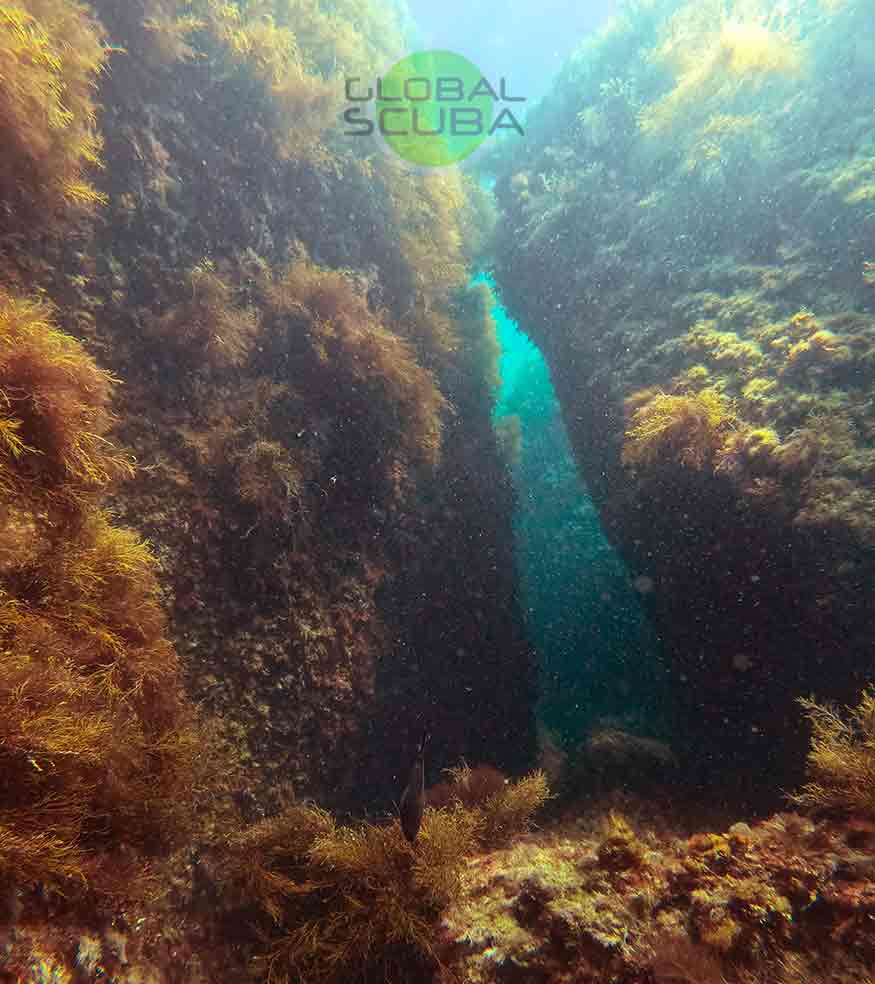 подводные скалы в морской траве дайвер в черном море в ялте